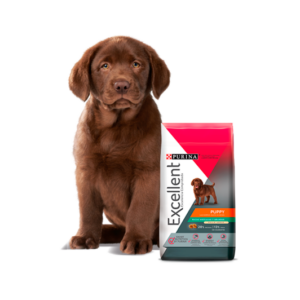 Excellent Cachorros Razas Grandes
